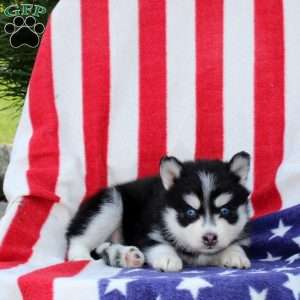 Galina, Pomsky Puppy